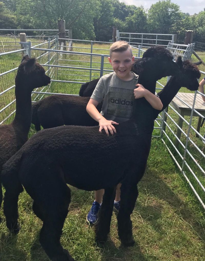 Alpaca Experience